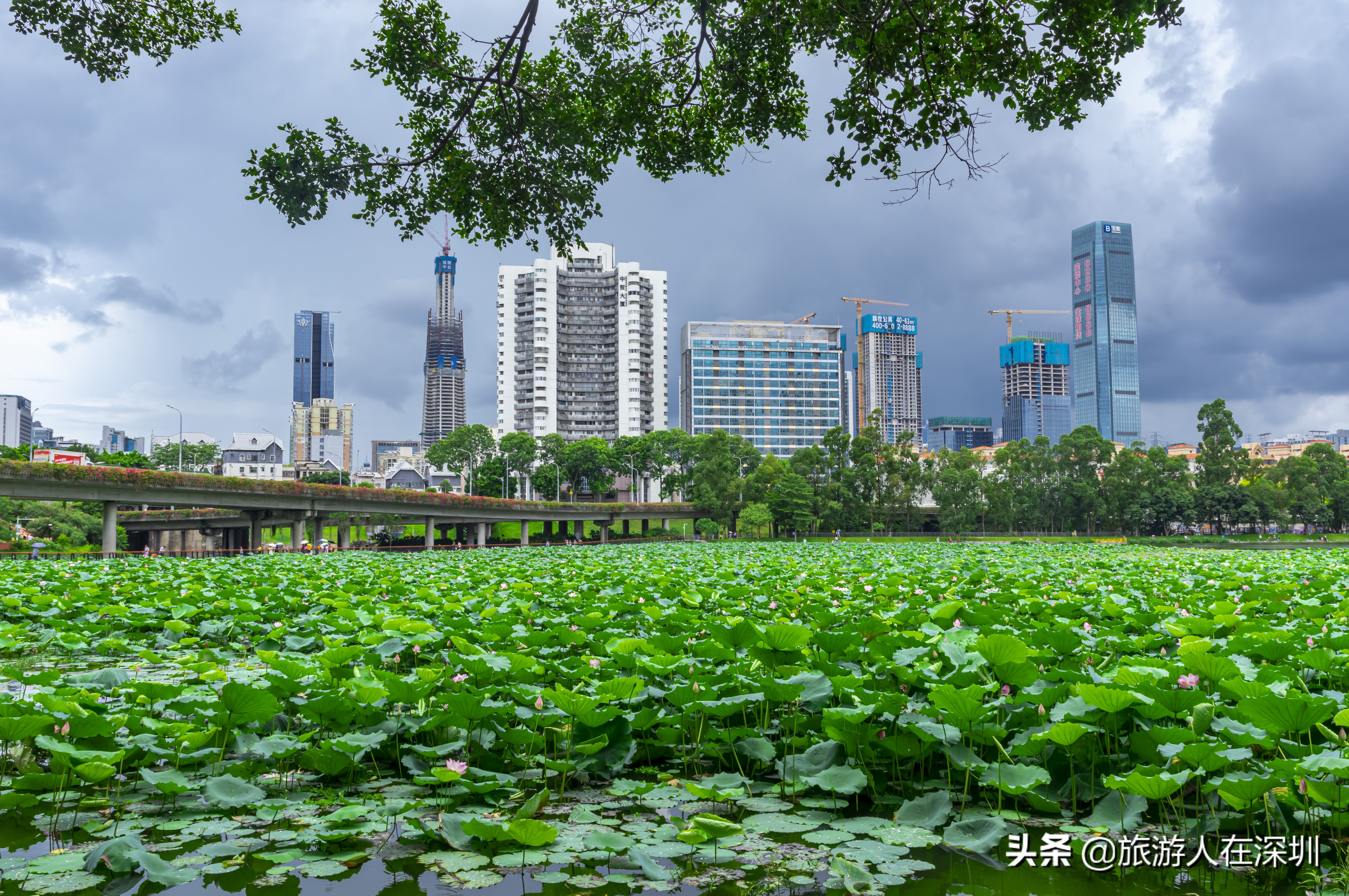 洪湖公园深圳免费景区,深圳市洪湖公园开放