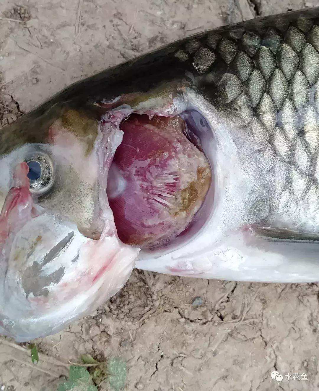 暴发“鱼瘟”救治时不可忽视寄生虫的危害---低温时节鱼类斜管虫病的症状及防治