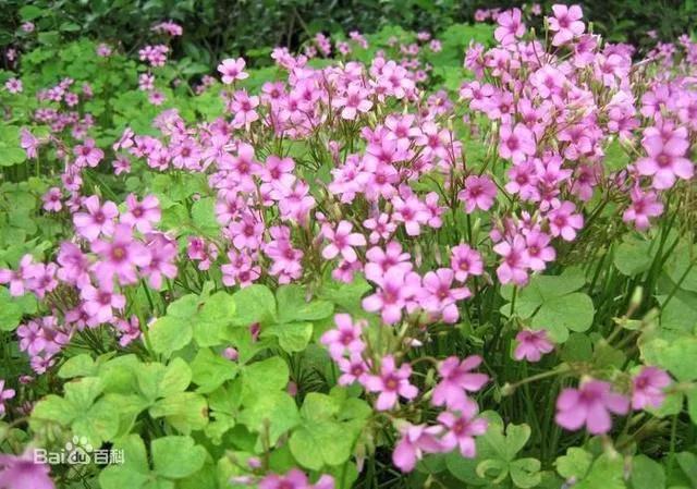 红花三叶草如何彻底根除,三叶草给花卉带来的病虫害