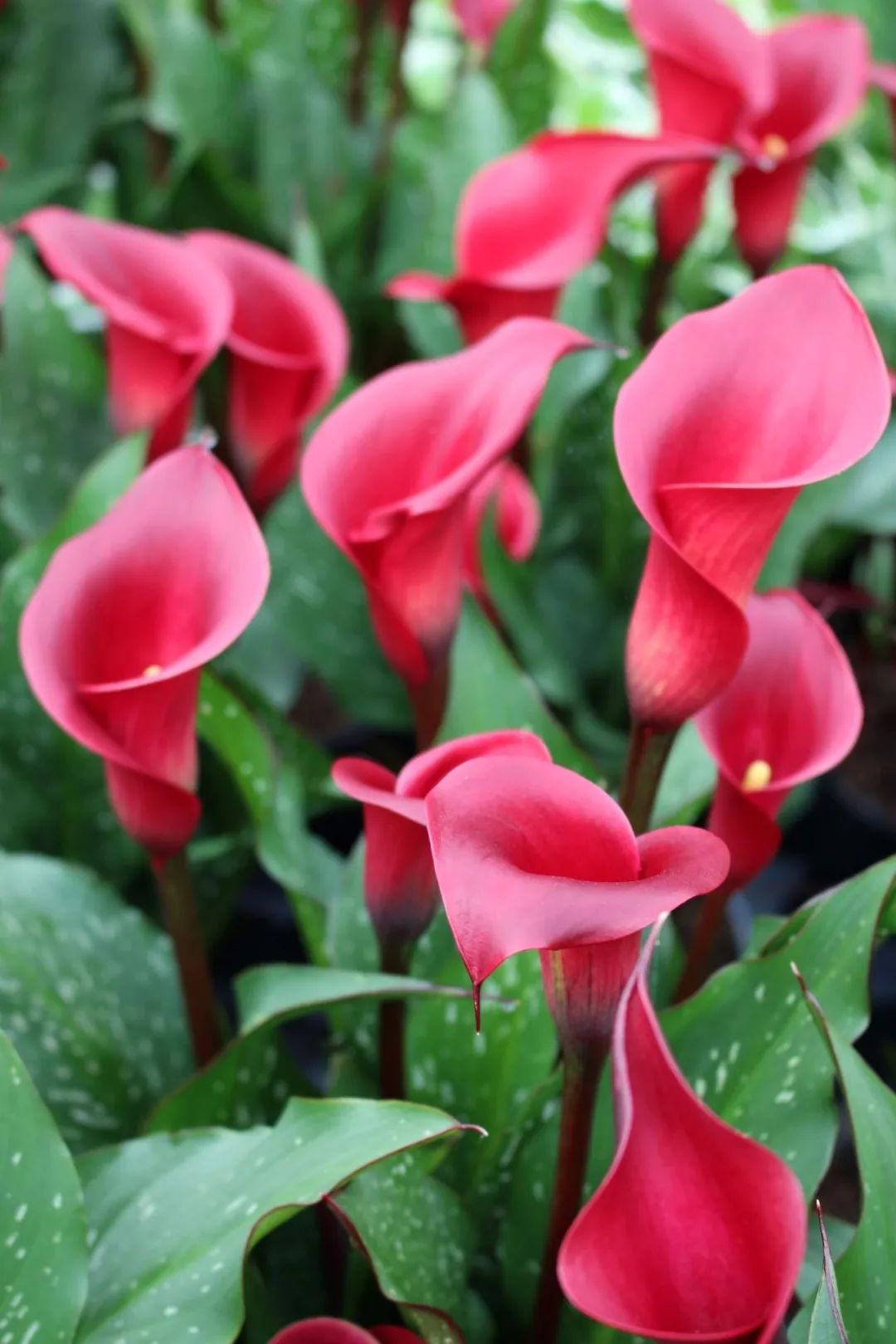 什么花的花语是暗恋又好养,100种常见干花的花语