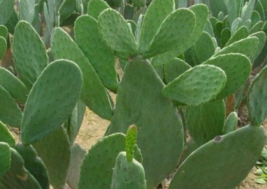 仙人掌有毒吗会不会咬人,带刺的仙人掌有毒吗能放卧室吗