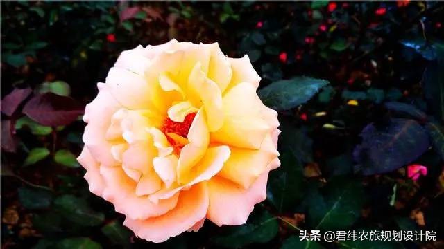 2021年7月南宁花雨湖休闲旅游景区,南宁花雨湖