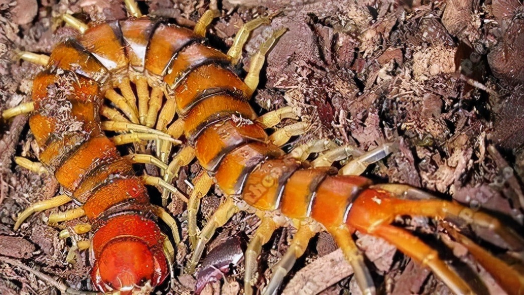 巨大的蜈蚣灭绝了么,地球上是否真的存在巨型蜈蚣