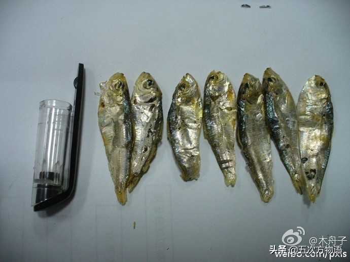 青岛常见的海鱼,海洋鱼类种类大全及图片