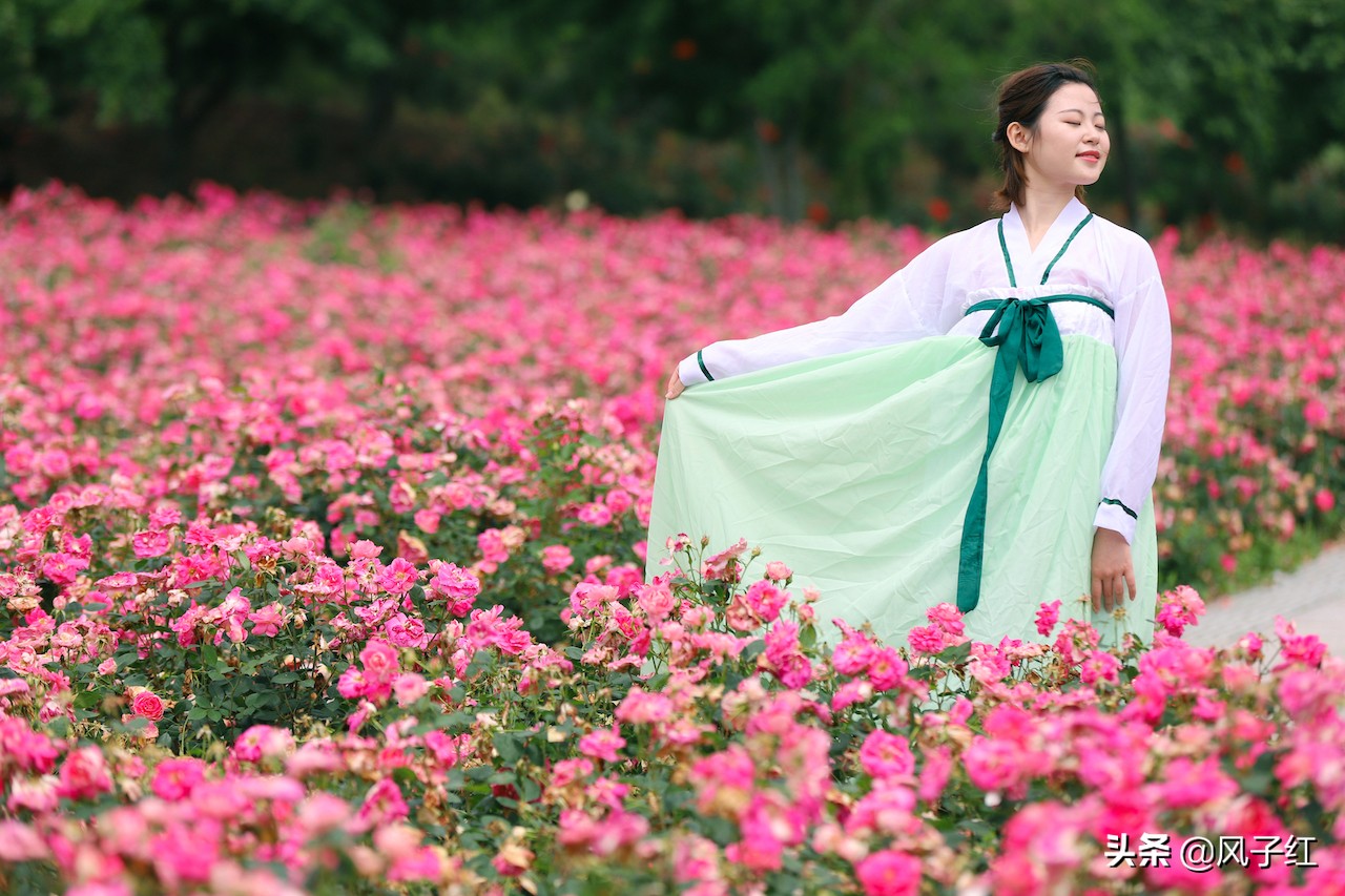 华中最大的玫瑰花园,中国最大的玫瑰花海