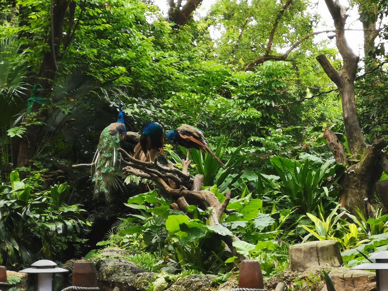 番禺长隆野生动物酒店住宿攻略,广州动物园和长隆野生动物世界