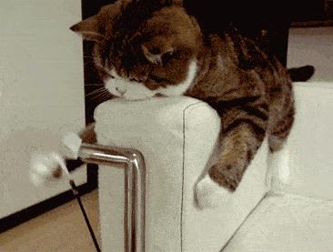 猫咪子宫蓄脓用地米能治好吗,胆小慎入猫咪