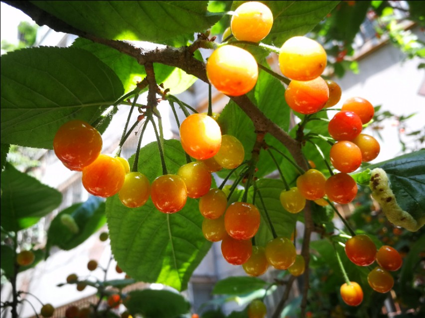 野樱桃树上面长的黑疙瘩是什么,樱桃树上面结满了樱桃图片