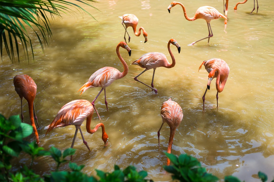 东部华侨城大峡谷瀑布门票特价,东部华侨城大侠谷瀑布
