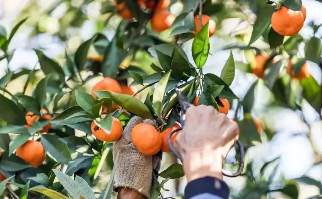 苏州西山十大知名农家乐有哪些,带你走一走苏州的太湖边农家乐