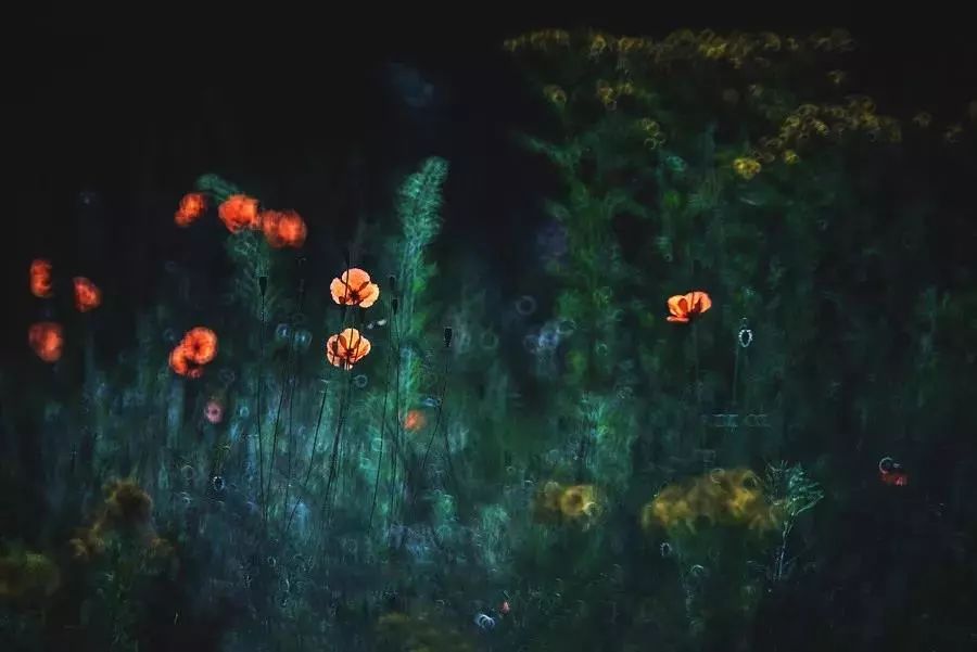 绝美花朵摄影佳作,波兰花朵摄影作品欣赏