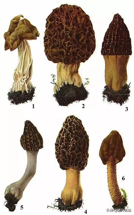 羊肚菌四大菌王,法国野生羊肚菌