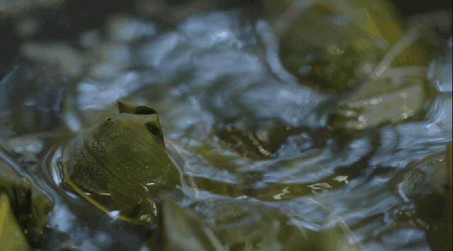 嘉兴的粽子为什么被称为粽子之王,嘉兴粽子的美味果然名不虚传