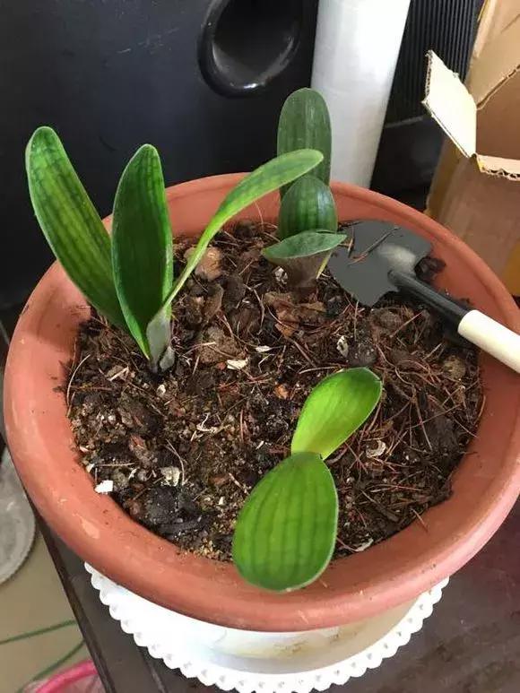 君子兰夹箭磷酸二氢钾怎么施肥,君子兰怎样管理才能够开花长得快