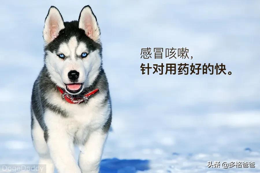 宠物疾病诊疗与处方手册讲解,常见宠物疾病药物治疗指南