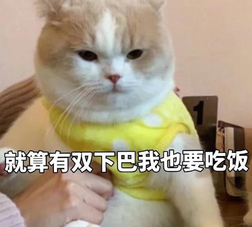 真正的良心猫粮,金装好主人猫粮是毒猫粮吗