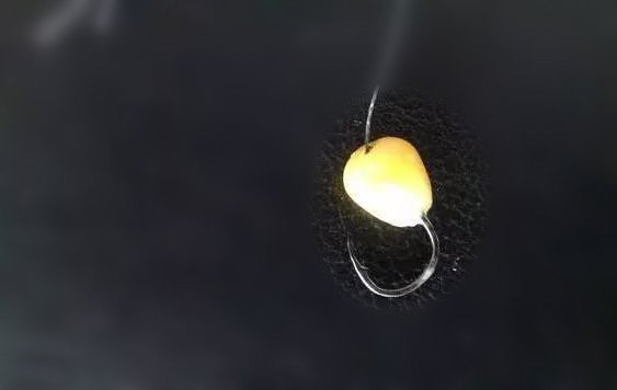 用玉米钓鱼最正确的挂钩方法,用玉米挂钩怎么才能钓到鱼