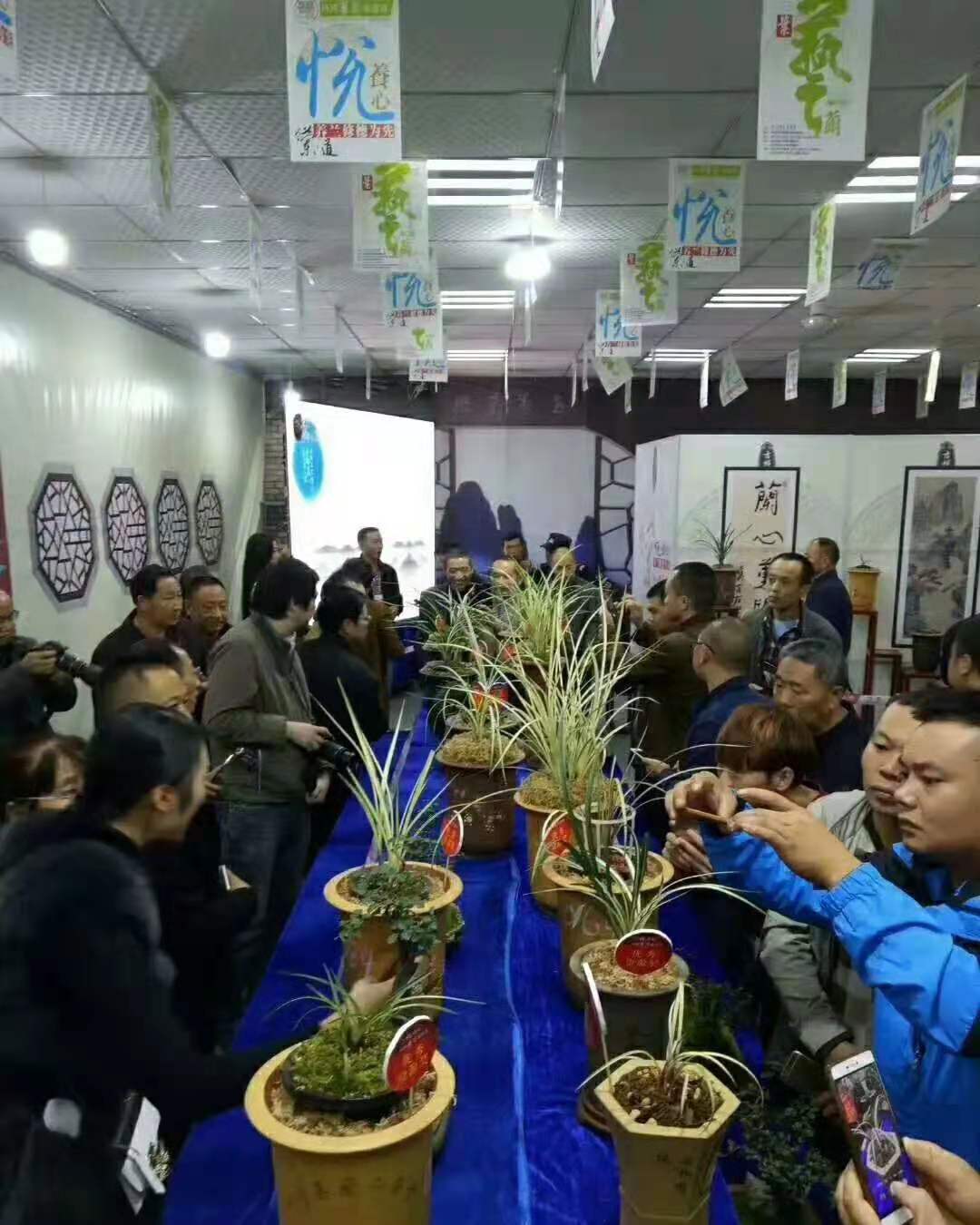 四川艺兰品鉴会上一盆标价高达1680万春剑多艺，曾轰动整个兰界