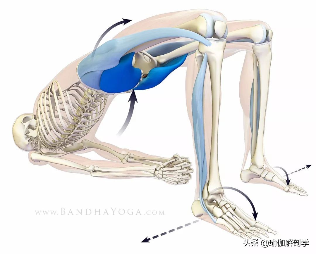 瑜伽18个基本体式,18个瑜伽体式正确图