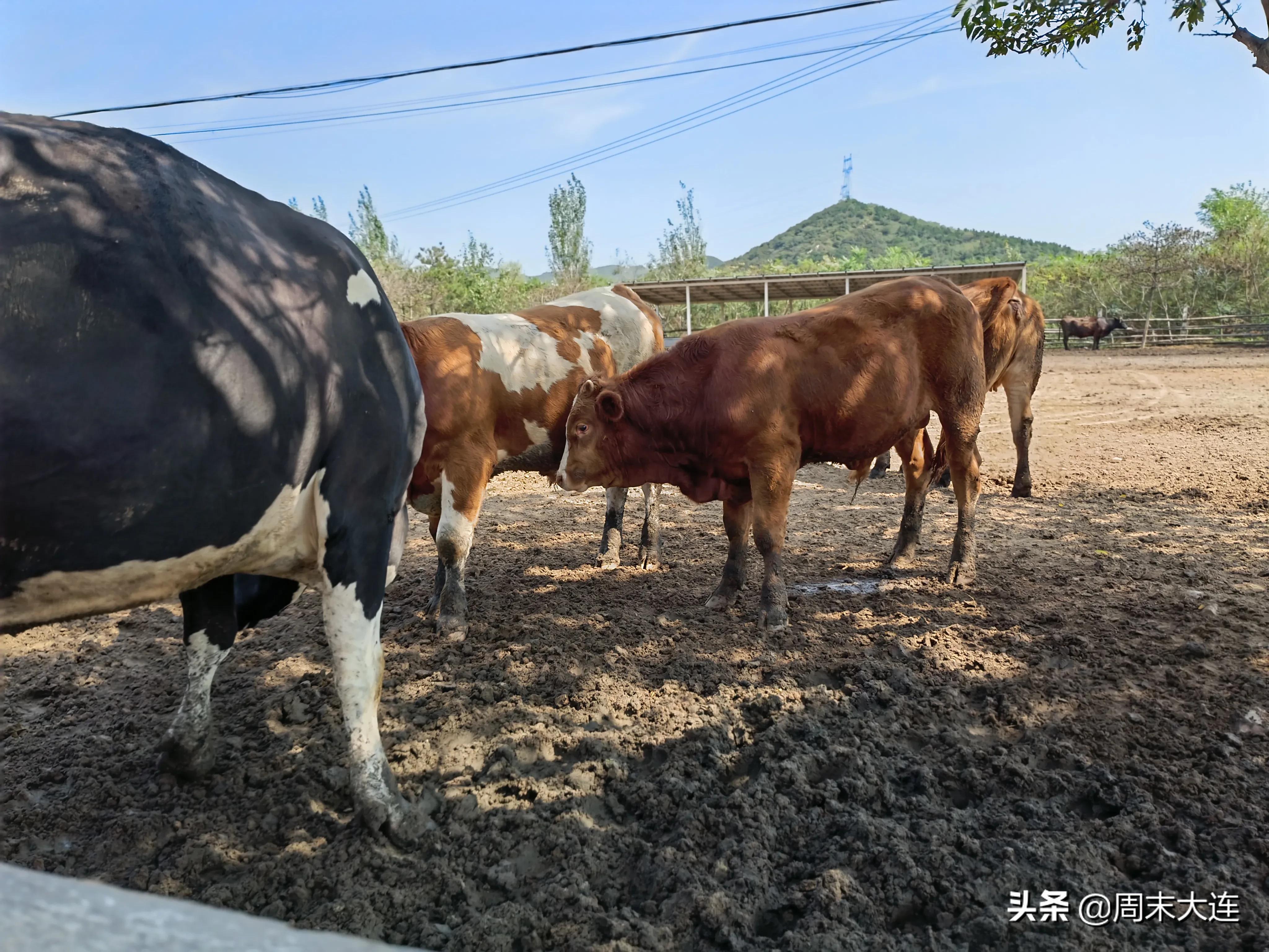 铭湖牧场是哪,铭湖牧场简介