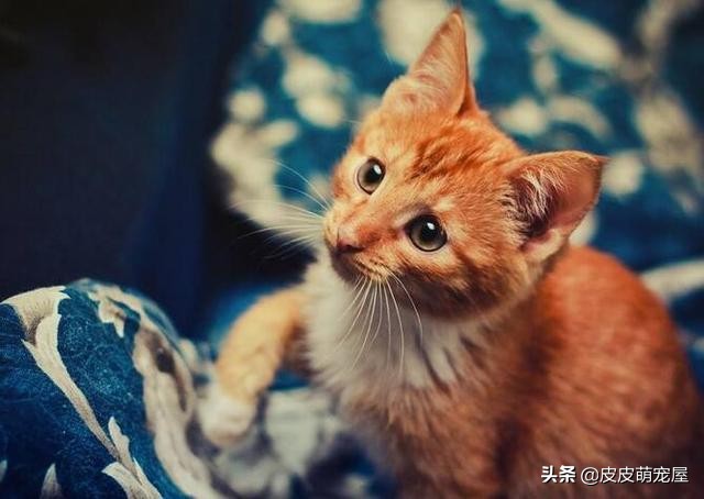 这5种行为，正在缩短宠物猫的寿命，你知道吗？
