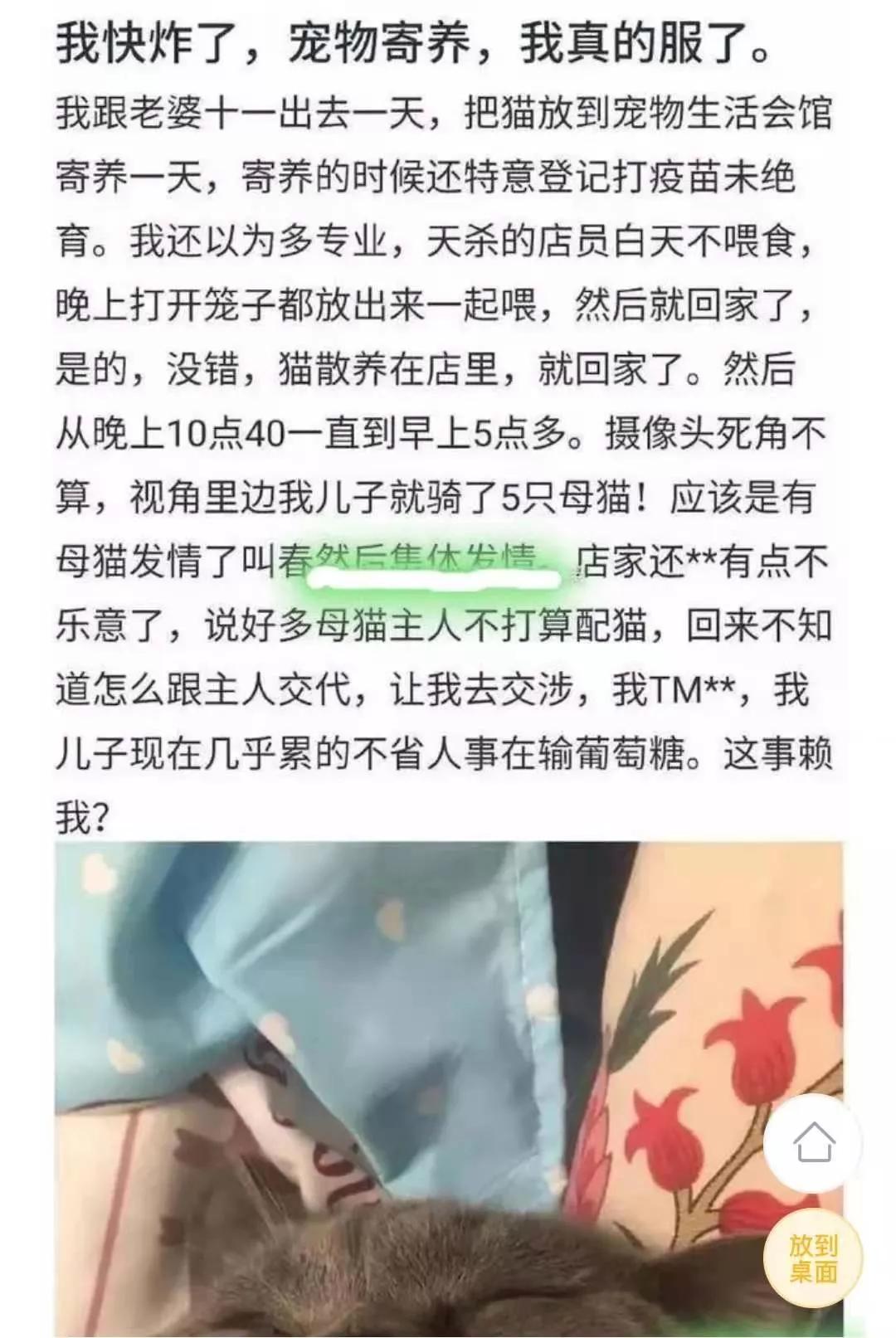 宠物上门喂养陪猫玩,陪猫玩一天多少钱