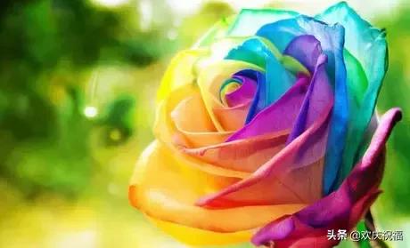 明日七夕，777幸福花送给群里所有的朋友，谁打开，谁幸福