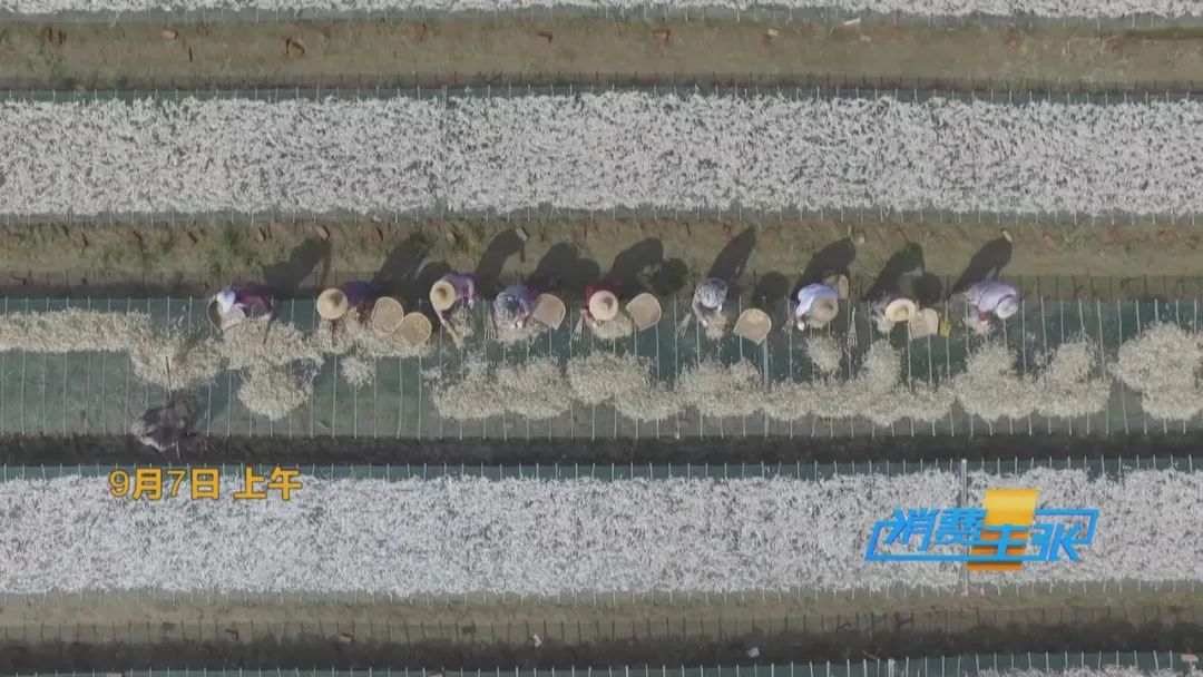 直击太湖开湖现场！鲜美湖鲜大量上市，资深吃货准备好了吗？