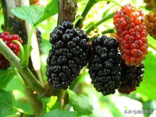 孟津五一有什么可以采摘的果蔬,洛阳孟津五一采摘园推荐