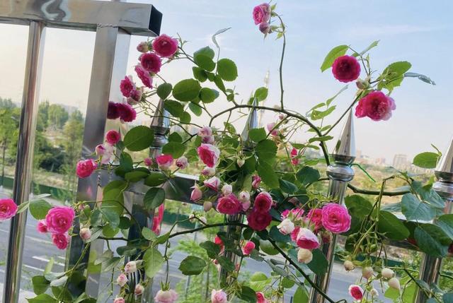 养花大全100种植物,养花100种