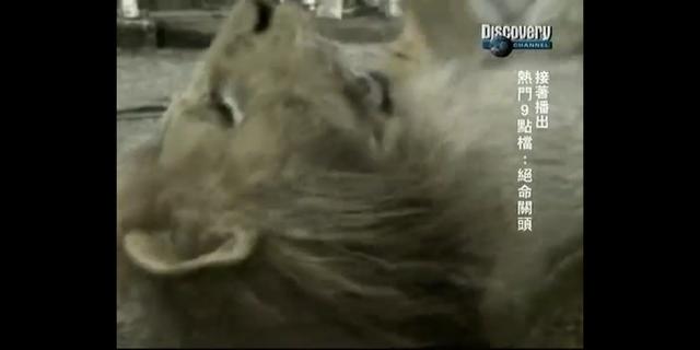 猫科动物实力排名苏门答腊虎,狮虎在猫科动物中战斗力排名第几