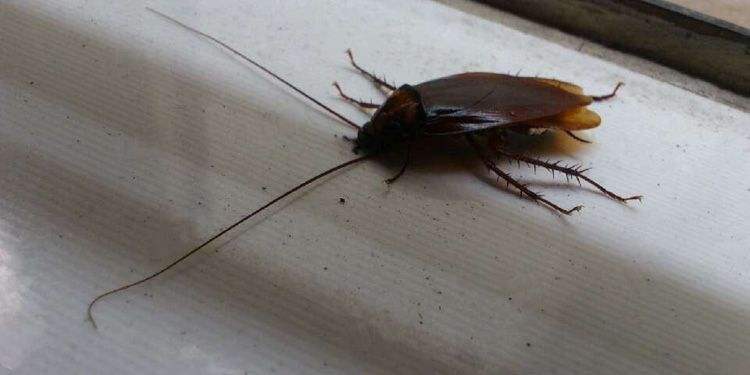 家里有蟑螂怎么把它消灭干净呢,家里有蟑螂怎么能快速消灭掉