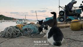 豆瓣9.1，看一次被萌一次，根本顶不住它们的可爱