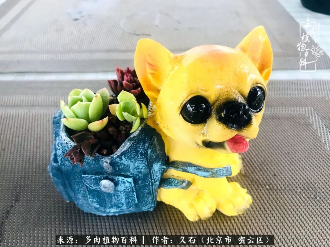 与多肉朝夕相伴的美好时光,多肉相伴人生无忧图片