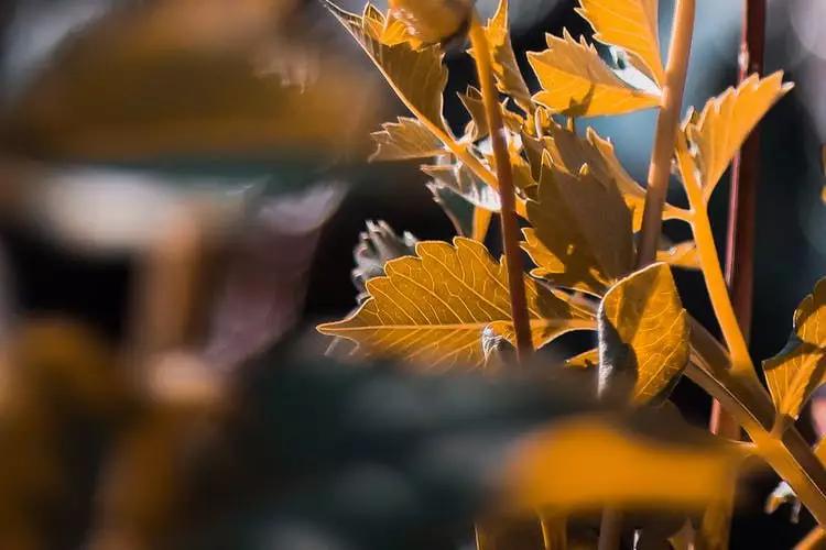 四川省都江堰市玉堂小学,都江堰市玉堂小学四年级1班