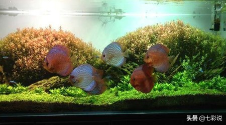 硝化菌在鱼缸中有什么在用,鱼缸专用硝化活菌有什么用