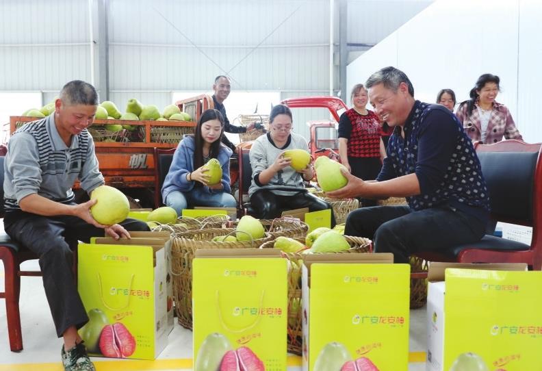 一只果，一座城！品尝龙安柚，爱上金广安