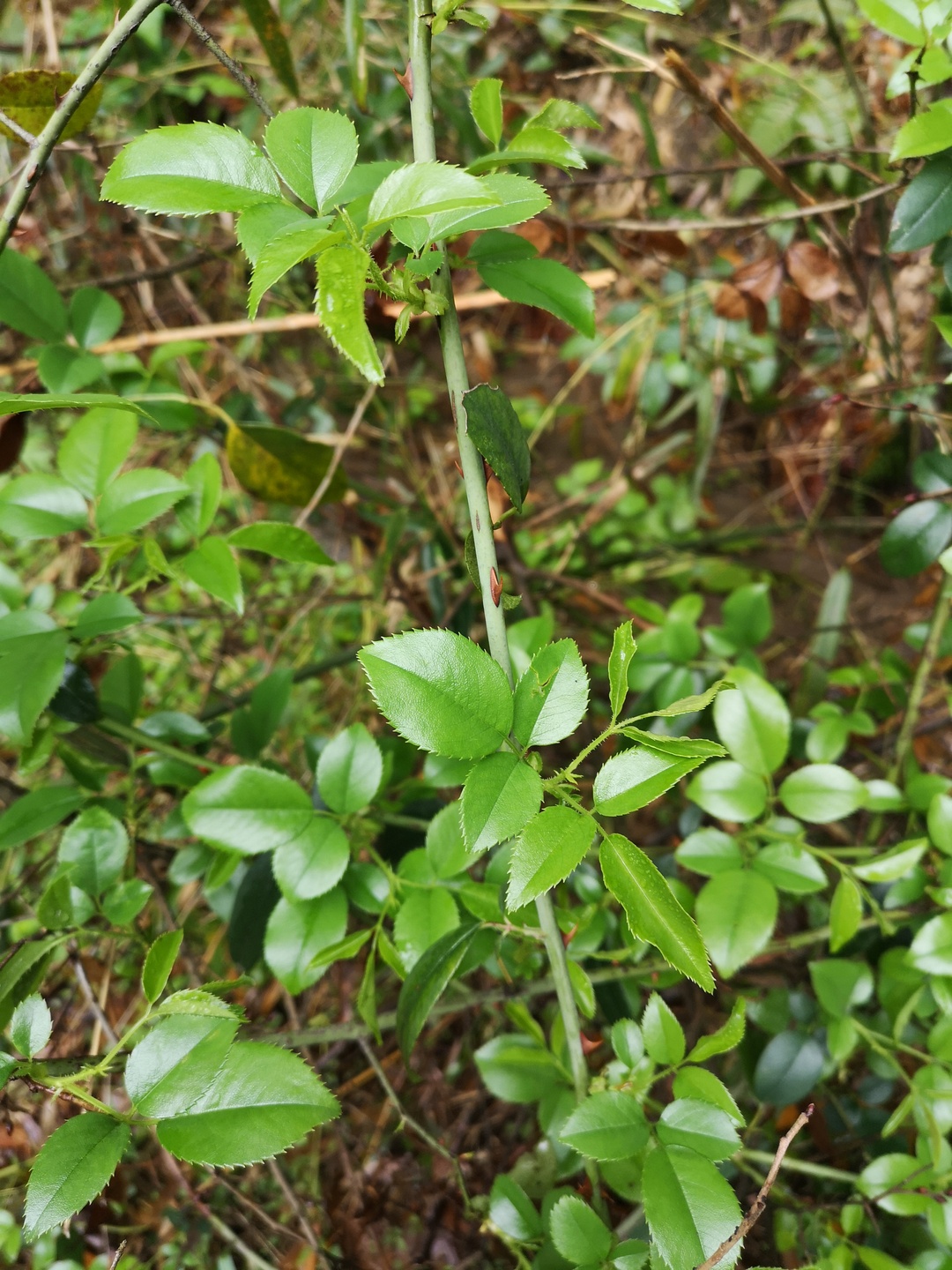 竹林深处探宝——只为了那一棵黄精
