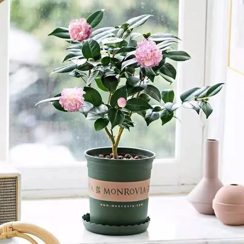 这六种花寓意吉祥好养易活,公认最吉利的4种花