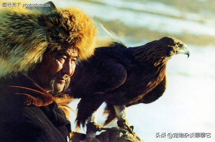 “终极杀手”草原猎鹰，击杀只在一瞬间