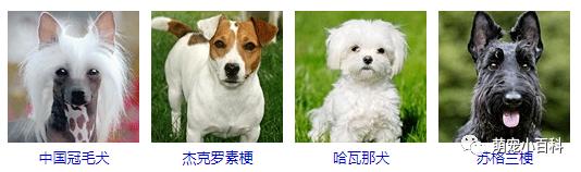 狗狗品种分类大全,狗狗品种鉴定