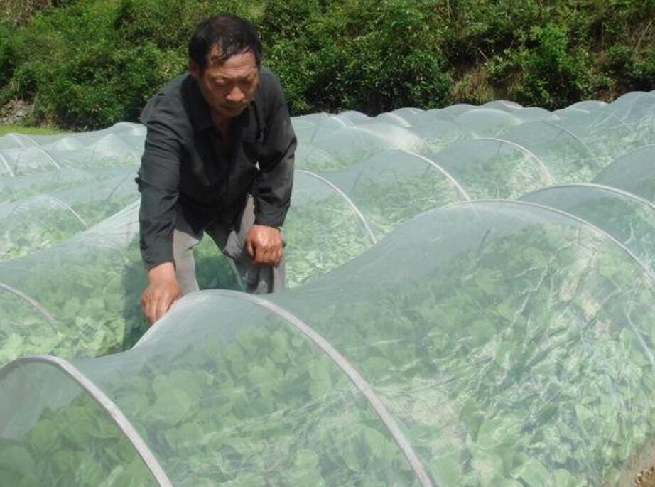种植蔬菜防虫用什么农药好,什么样的蔬菜防虫网便于灵活使用