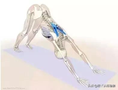 每天做下犬式的好处,下犬式的好处