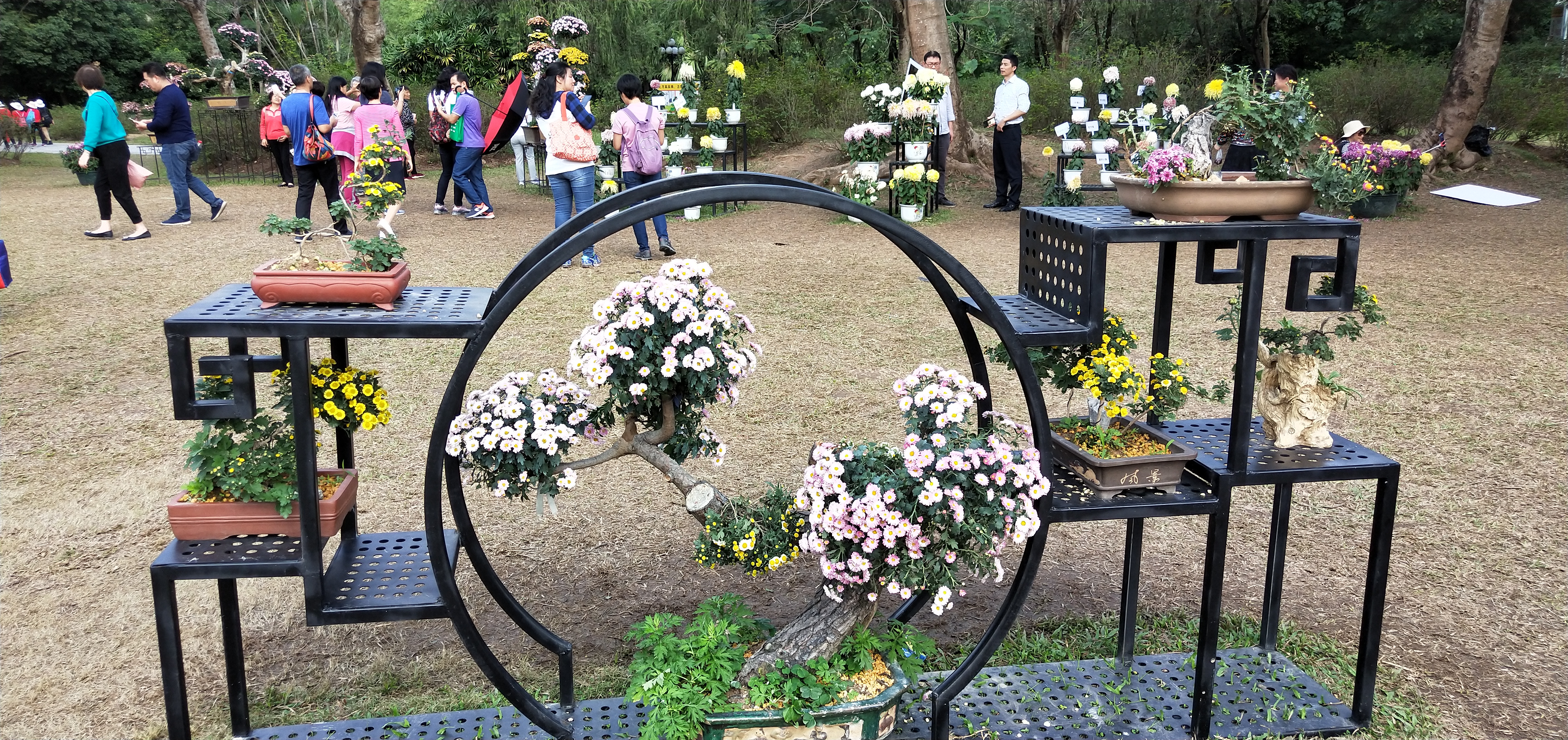 东湖公园菊花花展时间2021,深圳东湖荷节花展