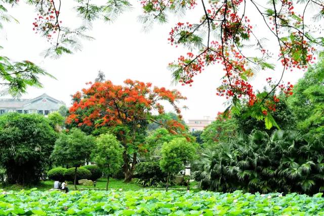 毕业季的凤凰花和栀子花,毕业季凤凰花开的时候