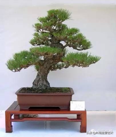 零基础云南黑松小型盆景教学视频,黑松盆景修剪后萌芽快还是放养快