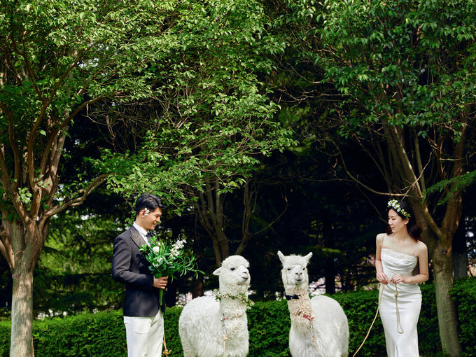 拍婚纱照攻略技巧和方法,婚礼婚纱照拍摄技巧教程