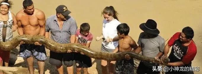 世界上最大的蛇咬死几个人,世界上最凶狠的蛇是什么