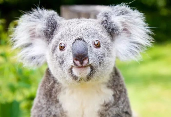 春节广州长隆野生动物世界攻略,广州长隆野生动物世界旅游攻略
