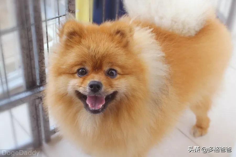 过年回家带狗狗怎么放车上,带狗狗回家过年怎么安置